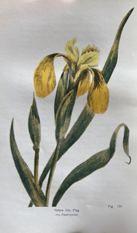 Image 7 of British Wild Flowers 