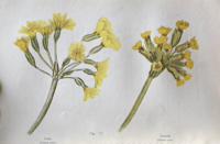 Image 8 of British Wild Flowers 