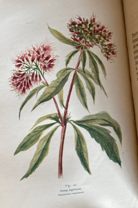 Image 9 of British Wild Flowers 