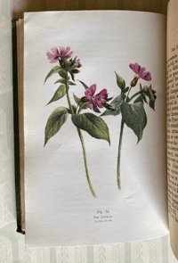 Image 10 of British Wild Flowers 