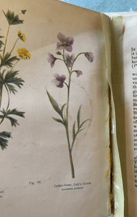 Image 2 of British Wild Flowers 