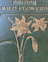Image 11 of British Wild Flowers 
