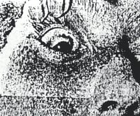 Infibulation / Inbred - Split CS