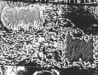 Purge Liquids / Sarcophagia - Split CS