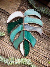 Image 1 of Monstera Leaves