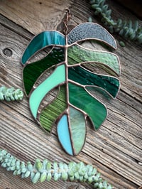 Image 2 of Monstera Leaves