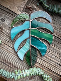 Image 3 of Monstera Leaves