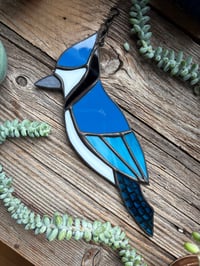 Bluejay
