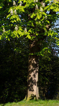 Chestnut