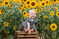 Image 5 of Sunflower Minis