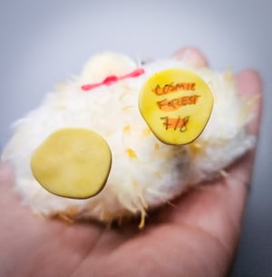 Derpy Ducklings! ☆8 Available☆