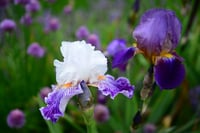 Image 2 of GARDEN TOUR: BEARDED IRIS + PEONY TICKETS