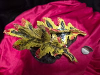 Image 1 of Leaves 2