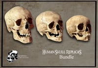Human Skull Bundle