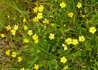 Image 1 of Creeping Spearwort : Ranunculus flammula