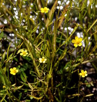 Image 2 of Creeping Spearwort : Ranunculus flammula