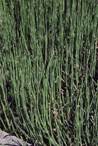 Scouring rush : Equisetum hyemale (praealtum)