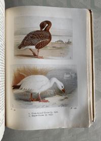 Image 7 of Birds Of The Wayside And Woodland