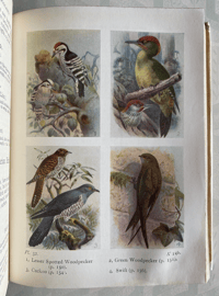 Image 8 of Birds Of The Wayside And Woodland
