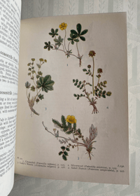 Image 4 of Wild Flowers of the Wayside and Woodland
