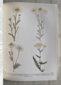 Image 5 of Wild Flowers of the Wayside and Woodland