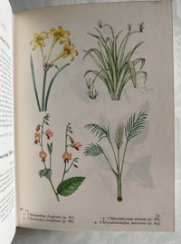Image 4 of The Book of House Plants