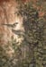 Image of 'Old Mother' Original Artwork by Adam Oehlers 