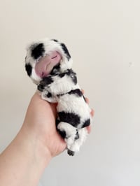 Image 1 of Dandy