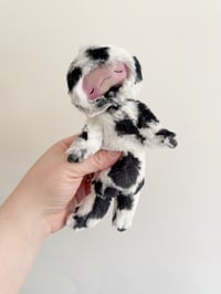 Image 2 of Dandy