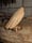 Image of 3. Pine Ghost on Driftwood
