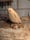 Image of 3. Pine Ghost on Driftwood