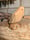 Image of 3. Pine Ghost on Driftwood