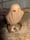 Image of 3. Pine Ghost on Driftwood