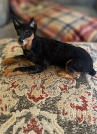 Image 2 of Miniature Pinscher (minpin)