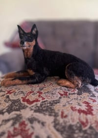 Image 3 of Miniature Pinscher (minpin)