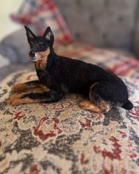 Image 4 of Miniature Pinscher (minpin)