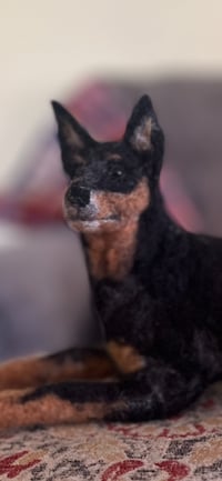Image 5 of Miniature Pinscher (minpin)