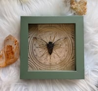 Image 1 of Green Compass Cicada 