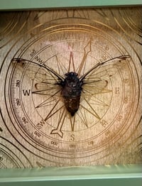Image 2 of Green Compass Cicada 