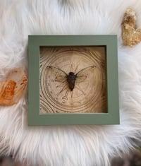 Image 3 of Green Compass Cicada 