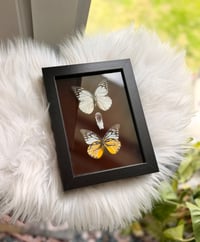 Image 1 of Cabbage White & Gulf Fritillary 