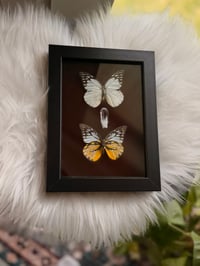 Image 2 of Cabbage White & Gulf Fritillary 