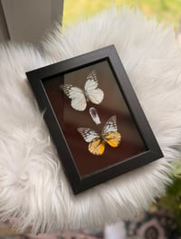 Image 3 of Cabbage White & Gulf Fritillary 