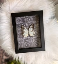 Image 2 of Large Tree Nymph 