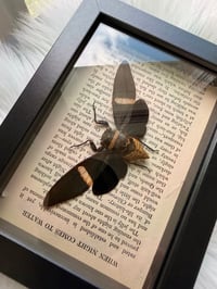 Image 1 of Giant Tropical Cicada