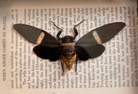 Image 2 of Giant Tropical Cicada