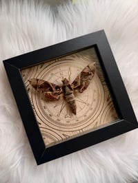 Image 1 of Pandorus Sphinx Moth 