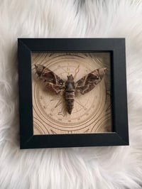 Image 2 of Pandorus Sphinx Moth 