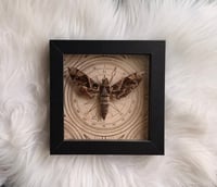 Image 3 of Pandorus Sphinx Moth 