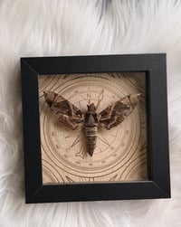 Image 4 of Pandorus Sphinx Moth 